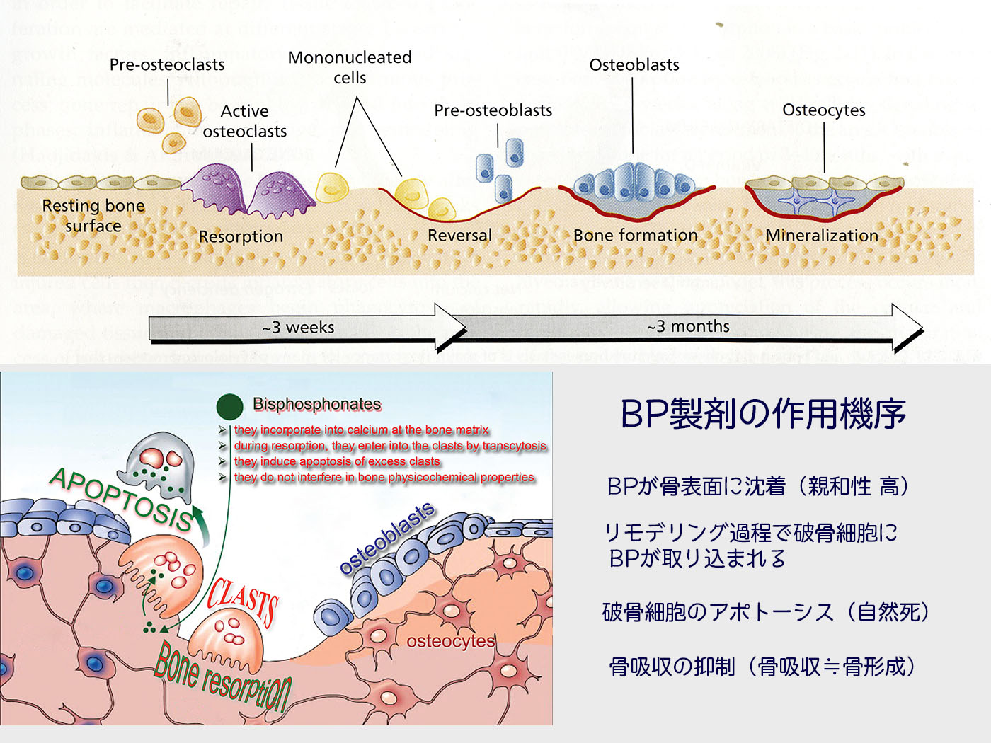 2 ビスフォスフォネート 中舘歯科診療所のブログ あとみよそわか