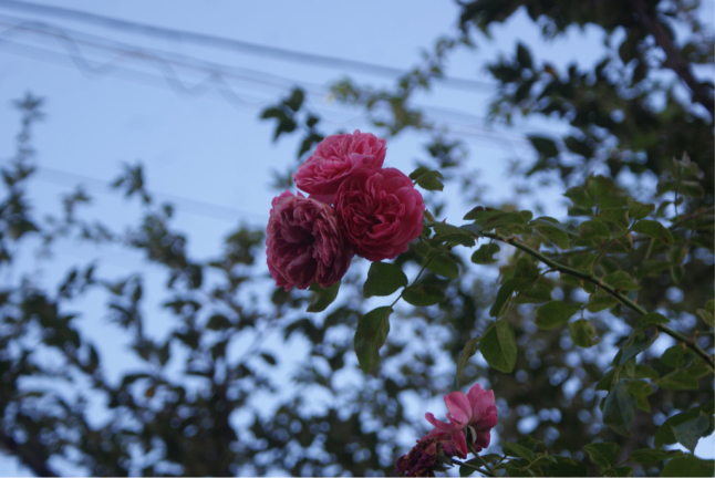 f0170524_07515161.jpg