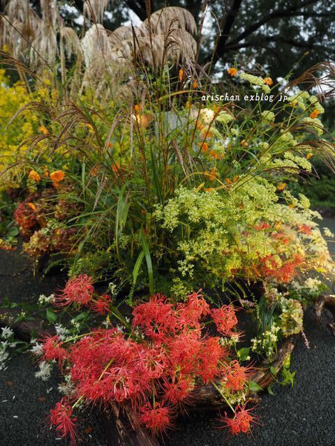 牧野植物園の曼珠沙華♪_f0295238_22073152.jpg