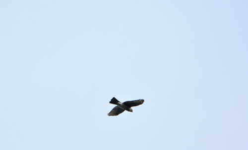 天覧山の鷹の渡り観察会（9/25）　オオタカ Northern Goshawk_f0206939_12101564.jpg