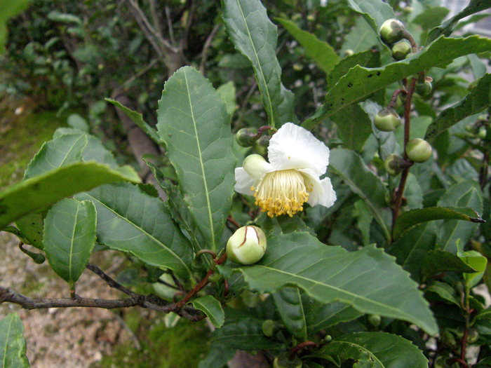 お茶の花_b0077541_16362020.jpg