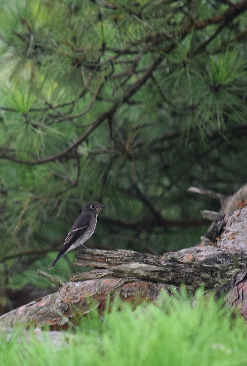 野鳥の会の観察会へまたお山^m^_c0339546_23280707.jpg