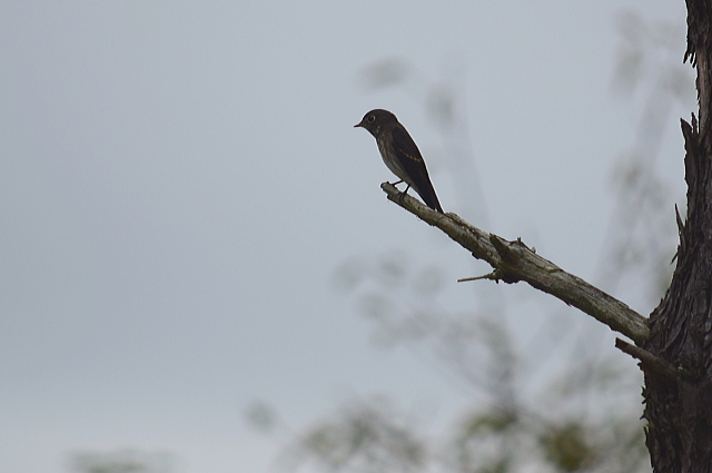 野鳥の会の観察会へまたお山^m^_c0339546_23283644.jpg