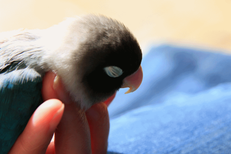 c0145250_09511288.gif