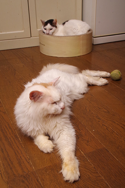 来るなよ。_a0028451_13011579.jpg