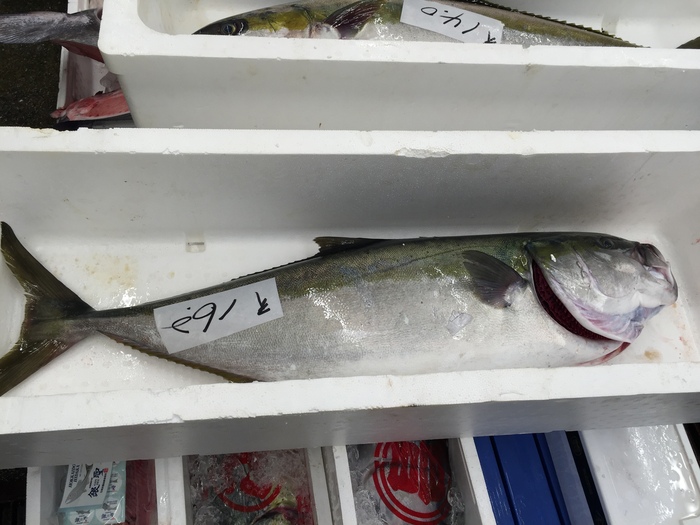 巨大ヒラマサ　Big Yellowtail_c0110051_9415879.jpg