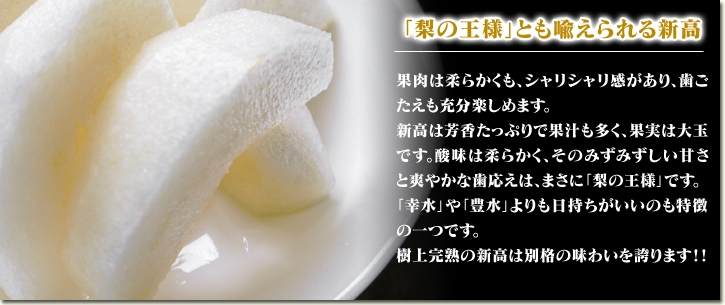 熊本梨 こだわりの“樹上完熟”ジャンボ梨『新高』が最旬です!!数量限定販売!早い者勝ちです!_a0254656_1811505.jpg