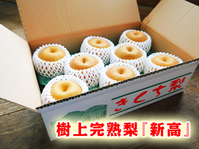 熊本梨 こだわりの“樹上完熟”ジャンボ梨『新高』が最旬です!!数量限定販売!早い者勝ちです!_a0254656_1935646.jpg