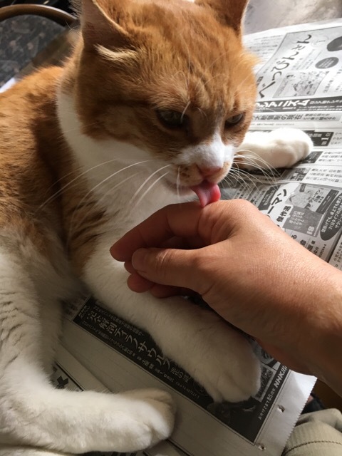 断捨離 しっぱい例_f0363168_22291037.jpeg