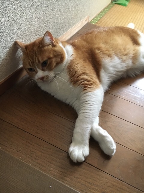 断捨離 しっぱい例_f0363168_22324944.jpeg
