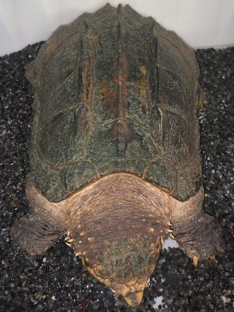 c0105569_144023.jpg