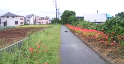 四谷下堰の旧水路底と、周辺のヒガンバナ 2016_c0112172_14821.jpg