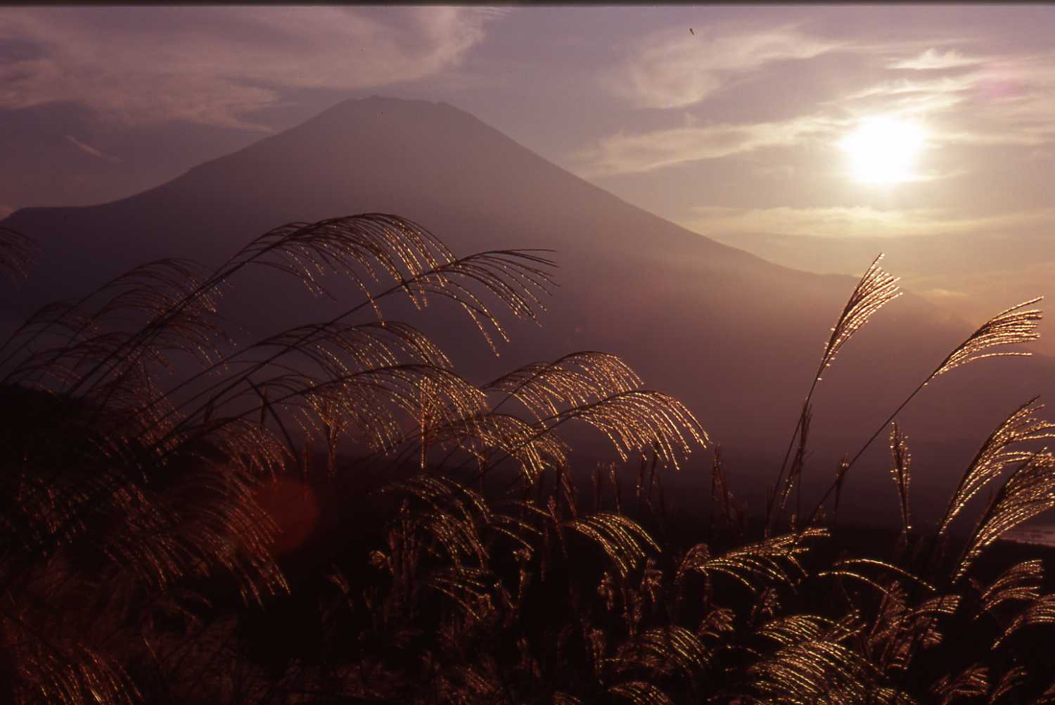 思い出の富士山写真９月２．：花・樹木_e0080375_1464337.jpg