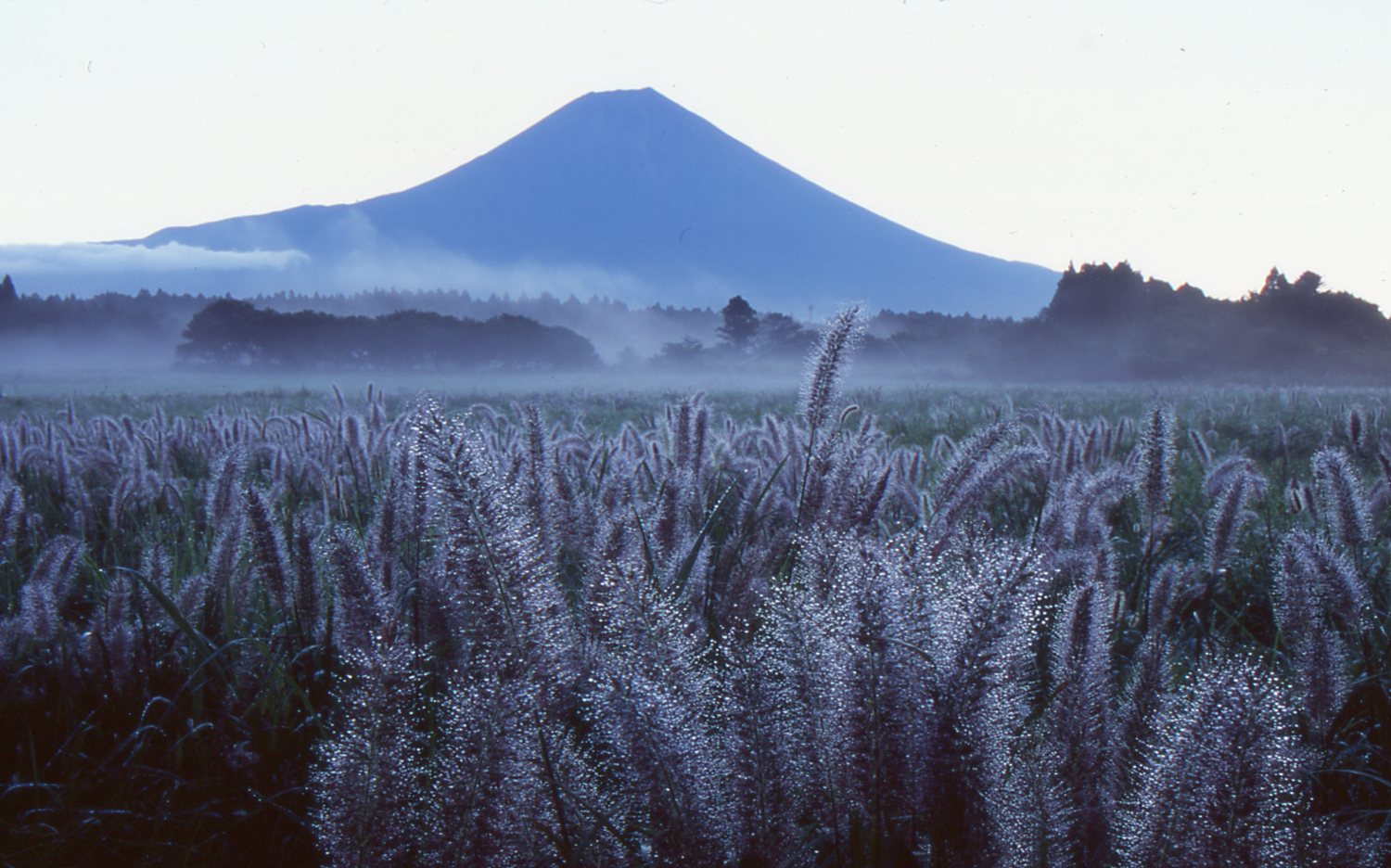 思い出の富士山写真９月２．：花・樹木_e0080375_16313447.jpg