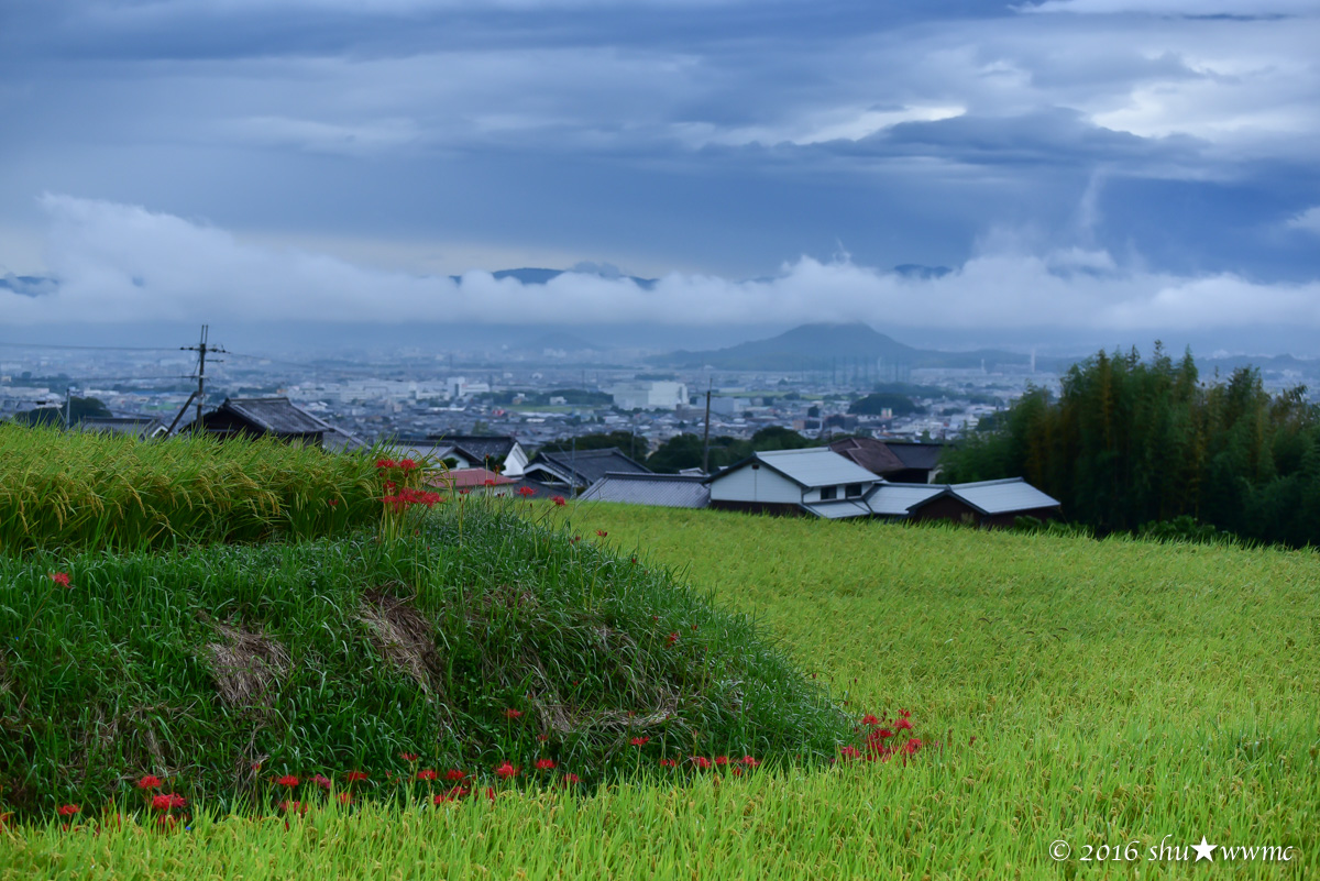 曼珠沙華2016:1:雨上がりの九品寺_a0142976_7532213.jpg