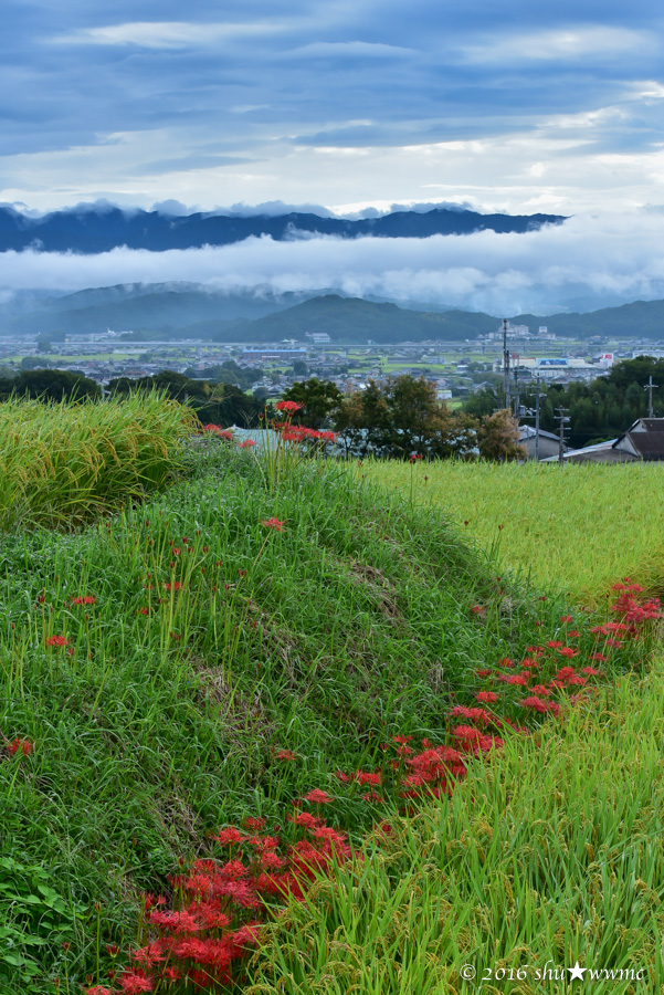 曼珠沙華2016:1:雨上がりの九品寺_a0142976_7535276.jpg