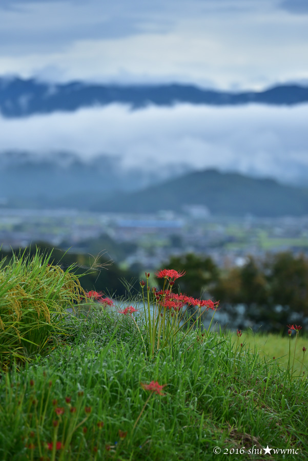 曼珠沙華2016:1:雨上がりの九品寺_a0142976_7544111.jpg