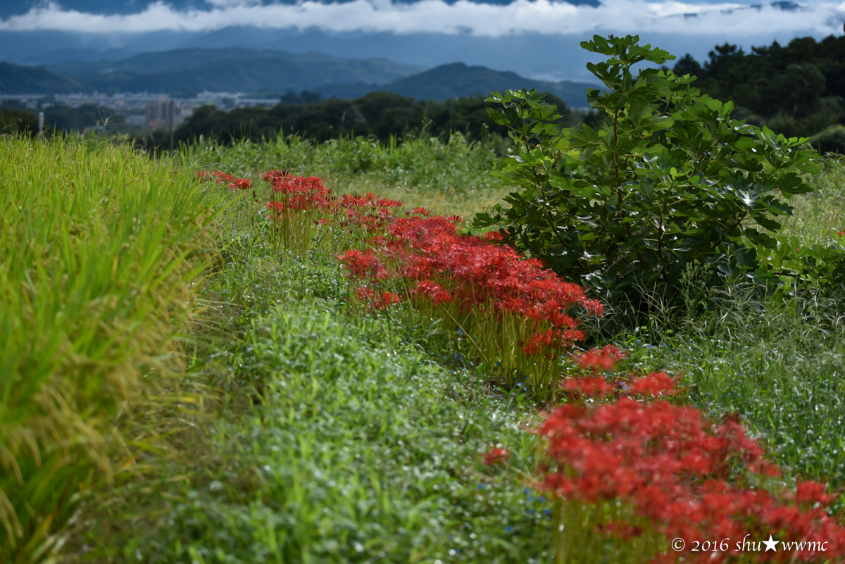 曼珠沙華2016:1:雨上がりの九品寺_a0142976_7545126.jpg