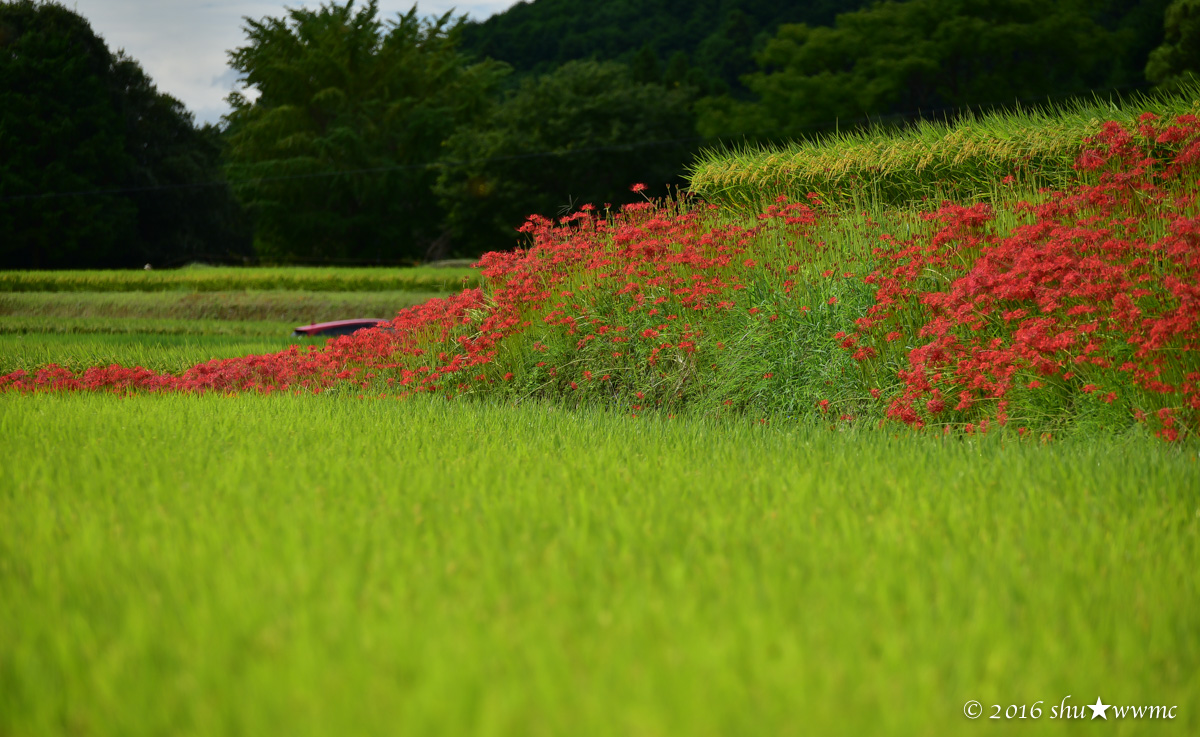 曼珠沙華2016:1:雨上がりの九品寺_a0142976_755170.jpg