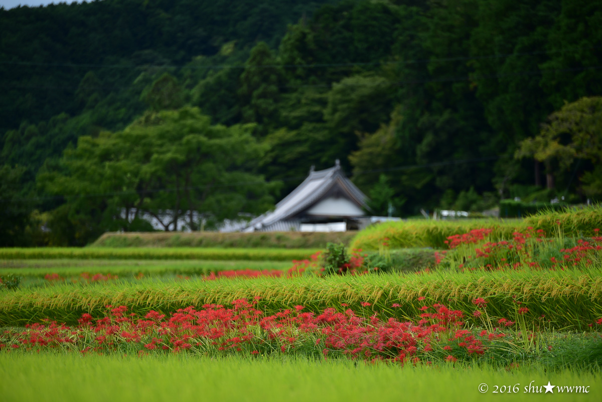 曼珠沙華2016:1:雨上がりの九品寺_a0142976_7561564.jpg