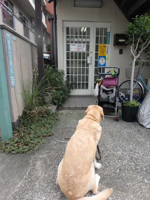 午前中に小川動物病院_f0052277_1403595.jpg