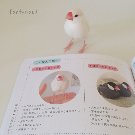 文鳥との暮らし方がわかる本(チェック編)_f0336579_07591143.jpeg