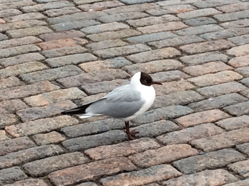 a0106589_1943446.gif
