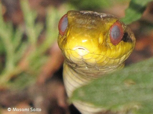 シマヘビ（縞蛇） : 草花と自然Blog