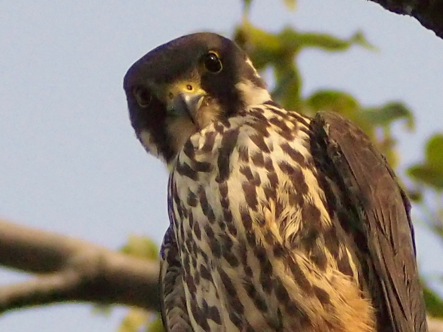 c0360399_20121813.jpg