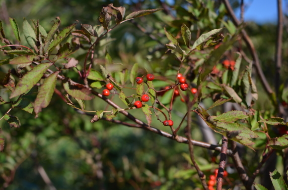 c0336907_21372937.jpg