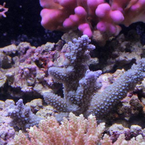 入荷情報~海水魚・サンゴ~_d0221436_21301388.jpg