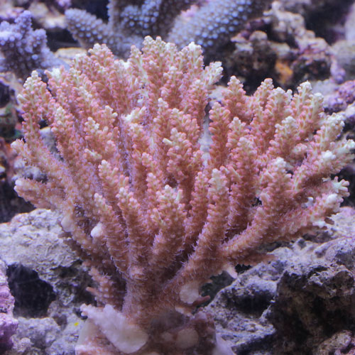 入荷情報~海水魚・サンゴ~_d0221436_2130147.jpg