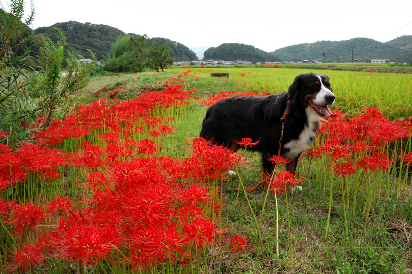 ララの病院と彼岸花_b0075541_11273376.jpg