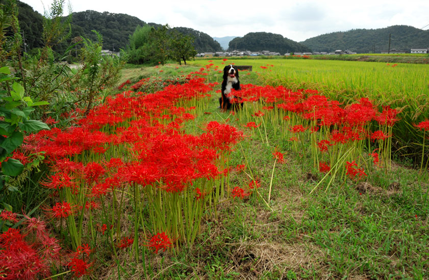 ララの病院と彼岸花_b0075541_11282794.jpg