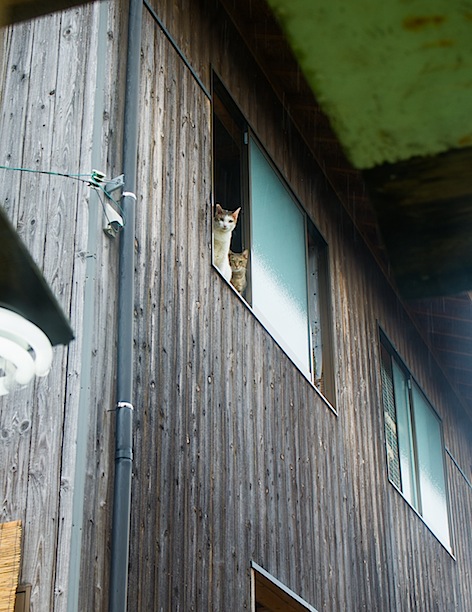 d0073743_9504744.jpg
