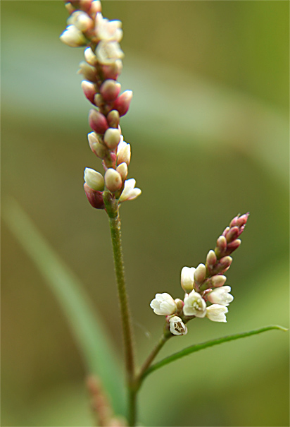 花火の日の花②_f0214649_12411514.jpg