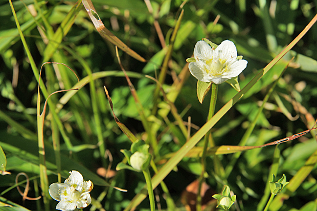 花火の日の花①_f0214649_4594387.jpg