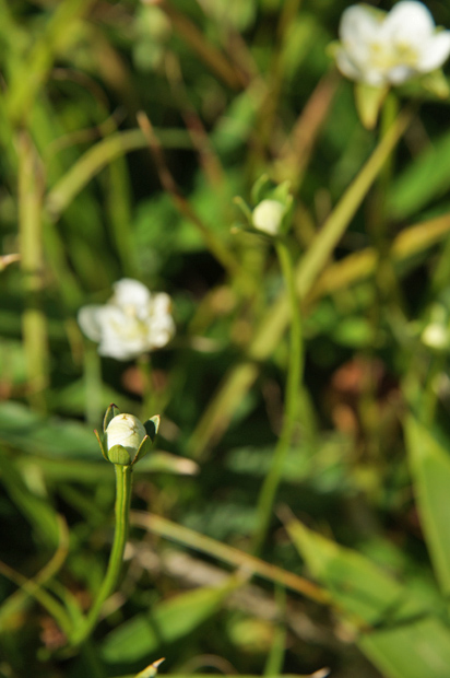 花火の日の花①_f0214649_50739.jpg