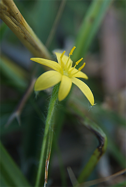 花火の日の花①_f0214649_5153836.jpg