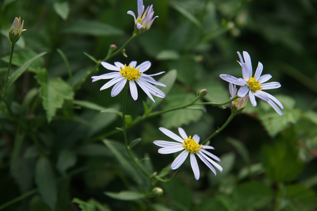 花火の日の花①_f0214649_5234885.jpg