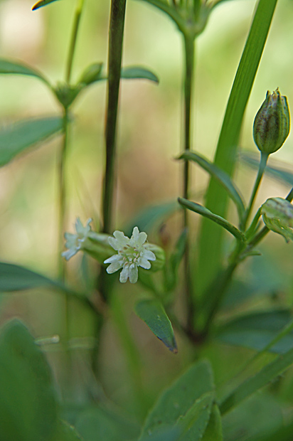 花火の日の花①_f0214649_5242915.jpg