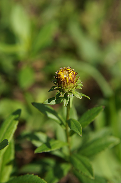 花火の日の花①_f0214649_525595.jpg