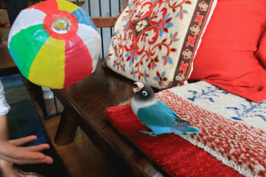 c0145250_10413474.gif