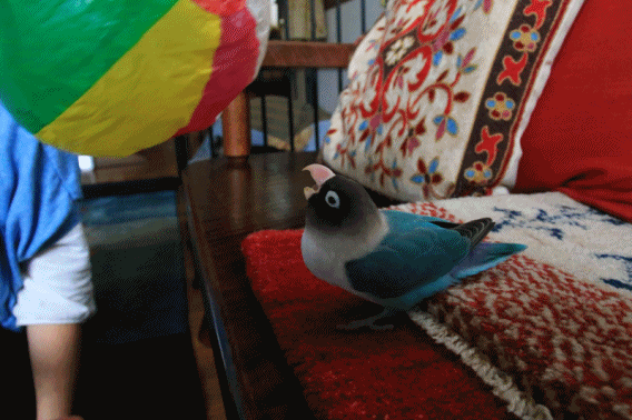 c0145250_10415291.gif
