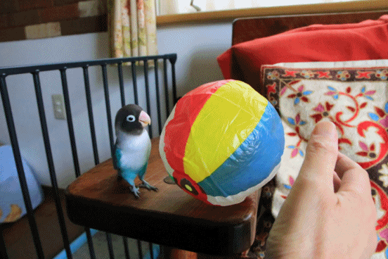 c0145250_10422106.gif