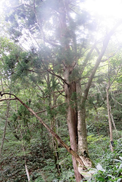 毛無山_b0227552_19072598.jpg