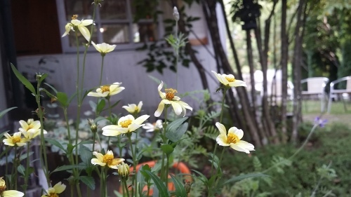 28(水)臨時休業いたします。_d0050155_00474515.jpg