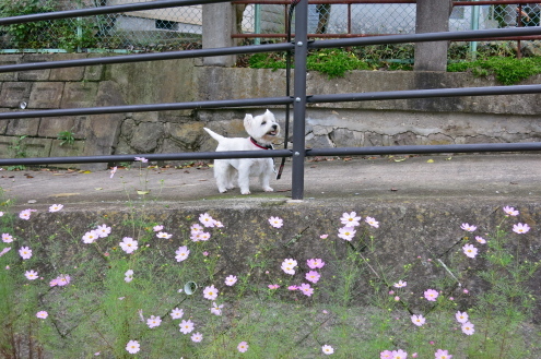 もうすぐ「危険な秋」本番です。_c0260460_16182780.jpg