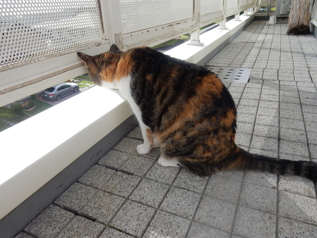 ’16,9,28(水)すっきりと暮らすこと!_f0060461_9374776.jpg
