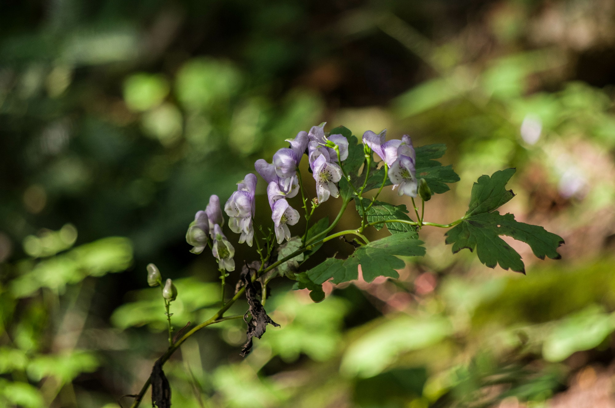 道後山の花々･三_e0015567_20432079.jpg